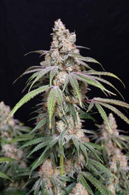 Funkberry Kush 2.0 Féminisée Semences-LIHE-FUKU2-FEM