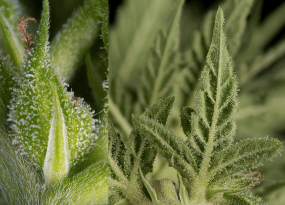 Fruity Durban Feminisiert Saatgut-SRS-FRDU-FEM