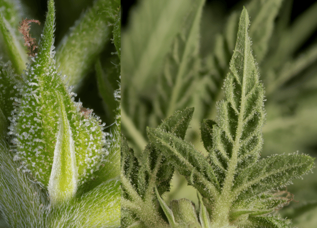 Fruity Durban Feminisiert Saatgut-SRS-FRDU-FEM
