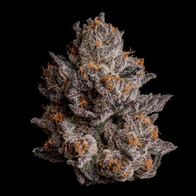 Black Orchard Feminised Seeds-WIZT-BLOR-FEM