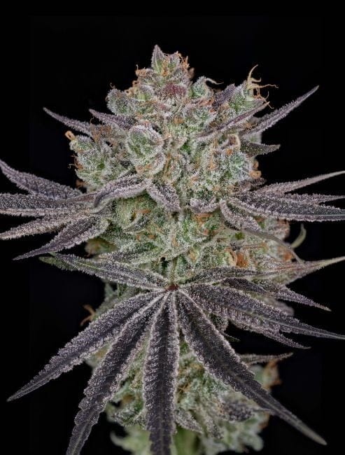 Papaya Sour Spritz Féminisée Semences-GH-PASS-FEM