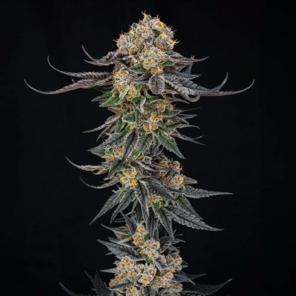 King Of Kings (Julian Marley) Feminised Seeds-SIL-KIOK-FEM