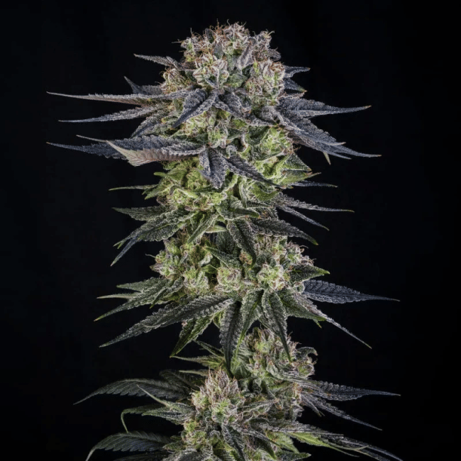 Julian Marley Special феминизирани семена-SIL-JUMS-FEM