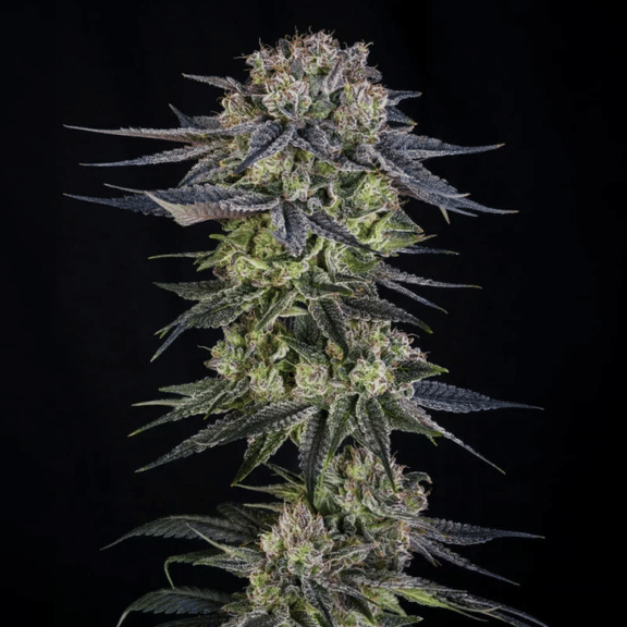 Julian Marley Special Feminised Seeds-SIL-JUMS-FEM