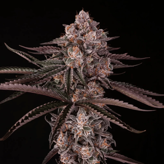 Jamaican Sunset (Julian Marley) Feminised Seeds-SIL-JASU-FEM