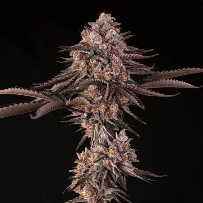 Jamaican Sunset (Julian Marley) Feminised Seeds-SIL-JASU-FEM