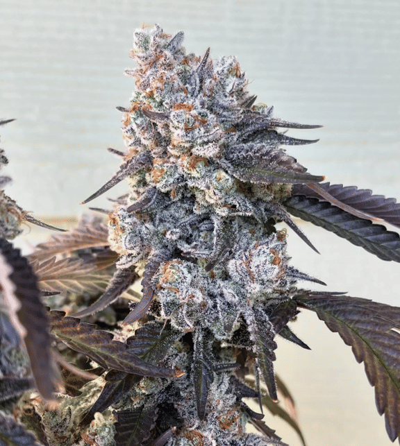 Frostade Feminised Seeds-UMSC-FROS-FEM