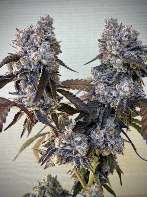 Frostade Feminised Seeds-UMSC-FROS-FEM