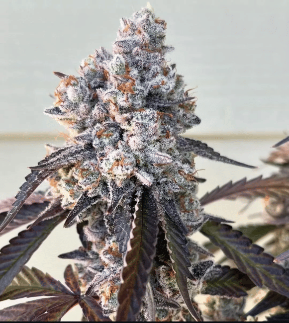 Frostade Feminised Seeds-UMSC-FROS-FEM