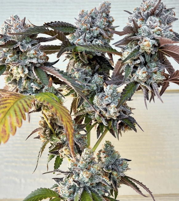Frostade Feminised Seeds-UMSC-FROS-FEM