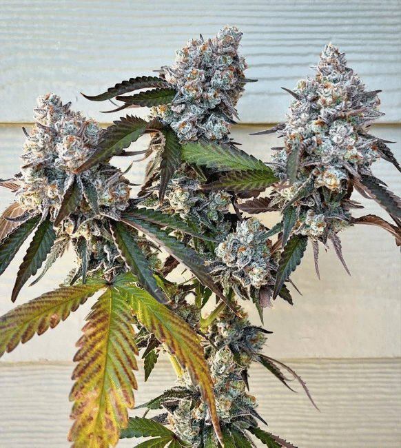 Frostade Feminised Seeds-UMSC-FROS-FEM