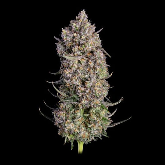 Truffle Bomb Feminized Seeds-HAVG-TRBO-FEM