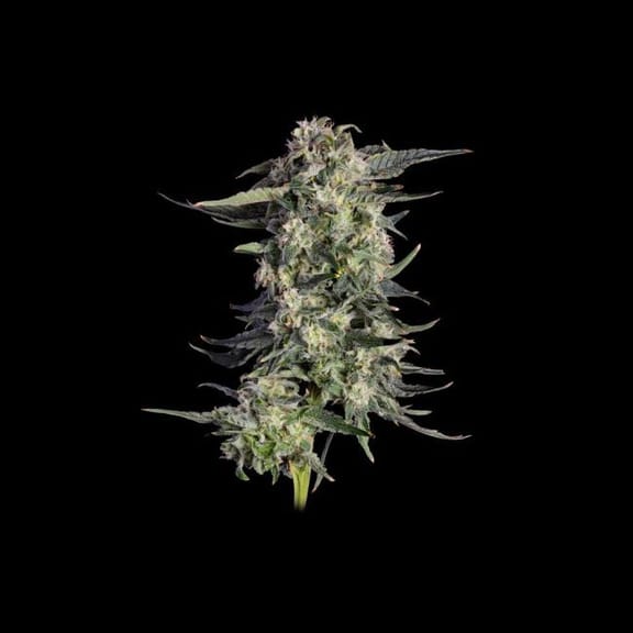 Super Lemon Sunset Feminized Seeds -HAVG-SULS-FEM