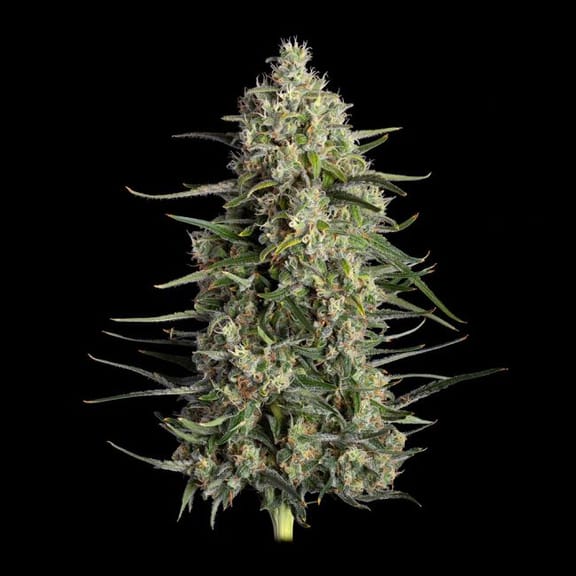 Spice Rack Feminized Seeds-HAVG-SPRA-FEM