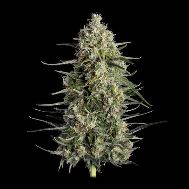 Spice Rack Feminized Seeds-HAVG-SPRA-FEM