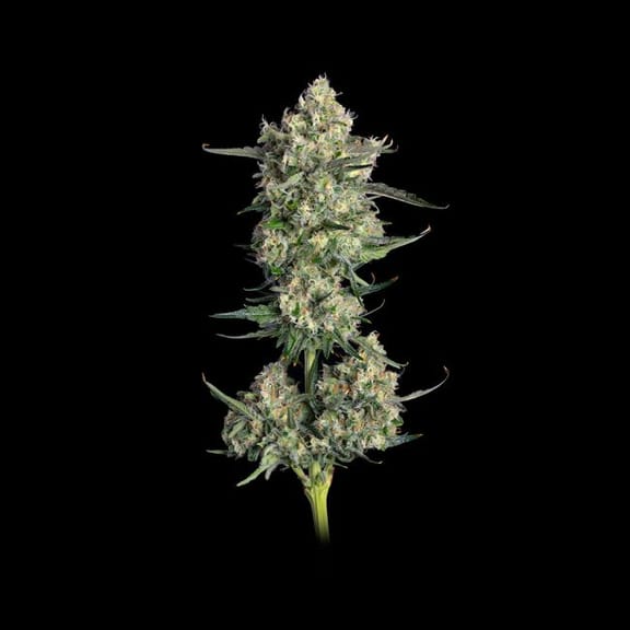 Lemon Quest Feminised Seeds-HAVG-LEQU-FEM