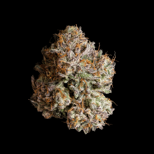 Obsidian Feminised Seeds-WIZT-OBSI-FEM