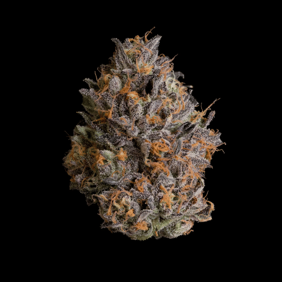 Black Bow Feminised Seeds-WIZT-BLBO-FEM