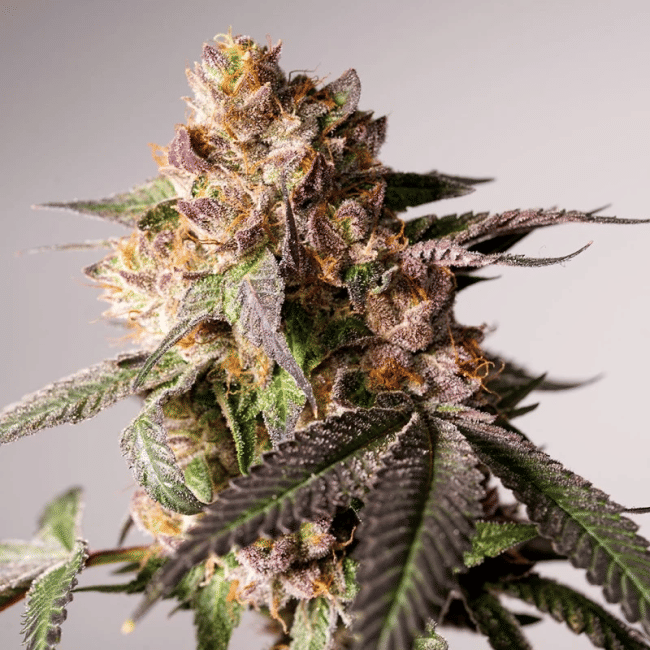 Slurricane Cookies Feminised Seeds-DP-SLCO-FEM