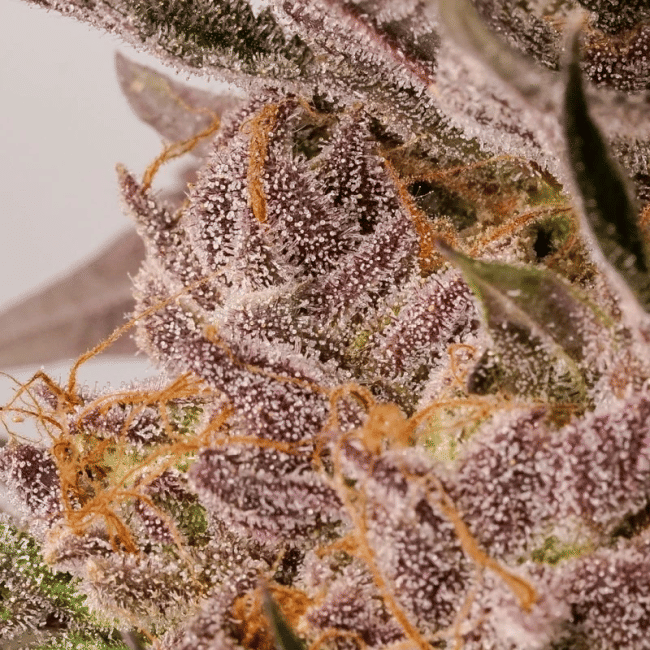 Slurricane Cookies Feminised Seeds-DP-SLCO-FEM