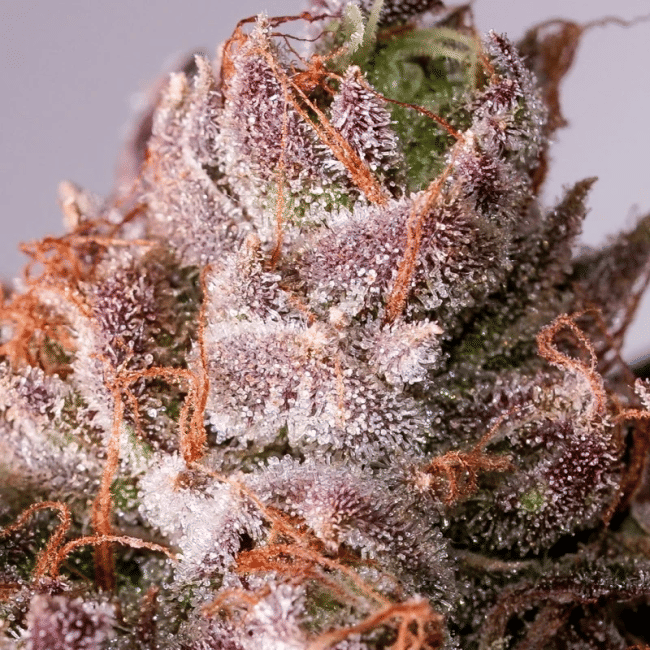Slurricane Cookies Feminised Seeds-DP-SLCO-FEM
