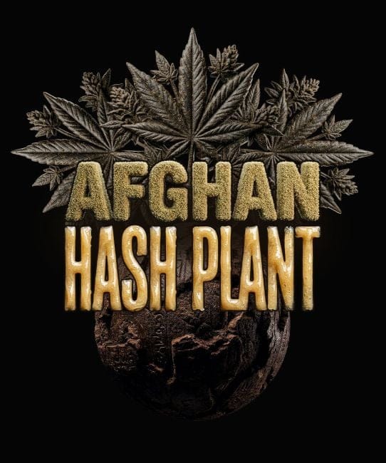 Afghan Hashplant Auto Feminisiert Samen-BFS-AFHA-AUTO-FEM