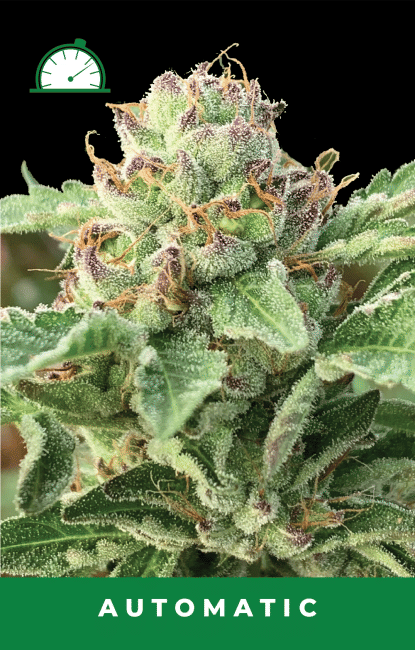 Apple Blossom Auto Feminised Seeds-HUMB-ALBL-AUTO-FEM
