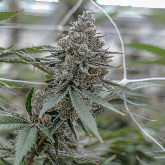 Super Boof Clones-SMAN-CL-ENBI-SUBO