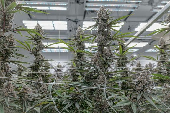 Super Boof Clones-SMAN-CL-ENBI-SUBO