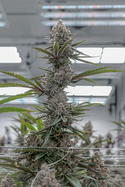 Super Boof Clones-SMAN-CL-ENBI-SUBO