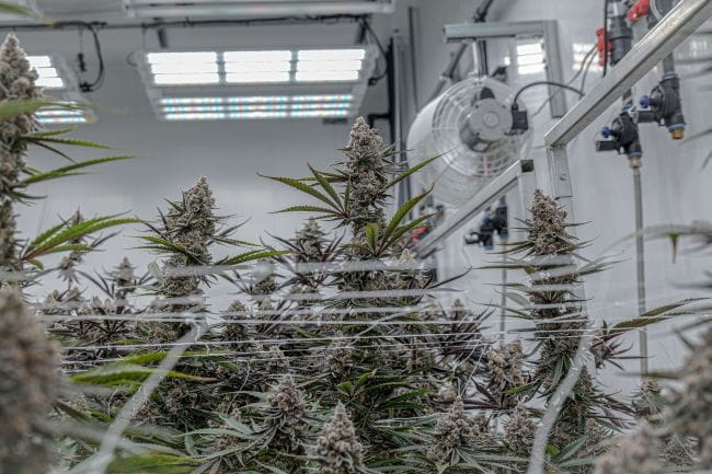Super Boof Clones-SMAN-CL-ENBI-SUBO