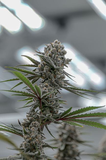 Super Boof Clones-SMAN-CL-ENBI-SUBO