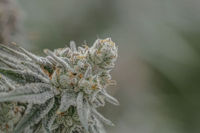 Super Boof Clones-SMAN-CL-ENBI-SUBO