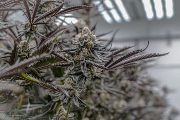 Sunset Spice Clones-SMAN-CL-ENBI-SUSP