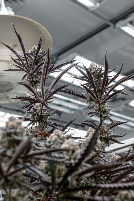 Sunset Spice Clones-SMAN-CL-ENBI-SUSP