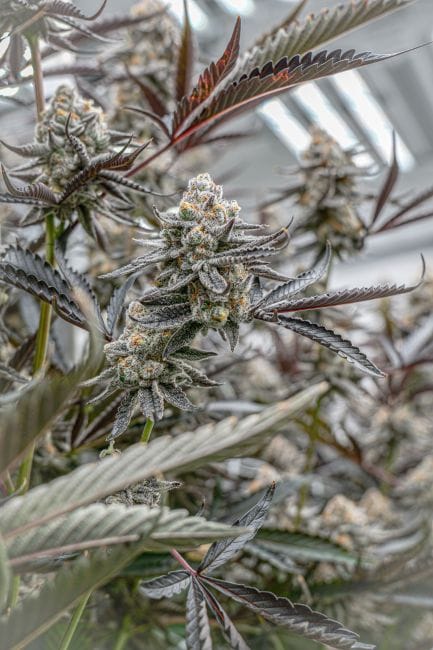 Sunset Spice Clones-SMAN-CL-ENBI-SUSP