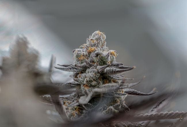 Sunset Spice Clones-SMAN-CL-ENBI-SUSP