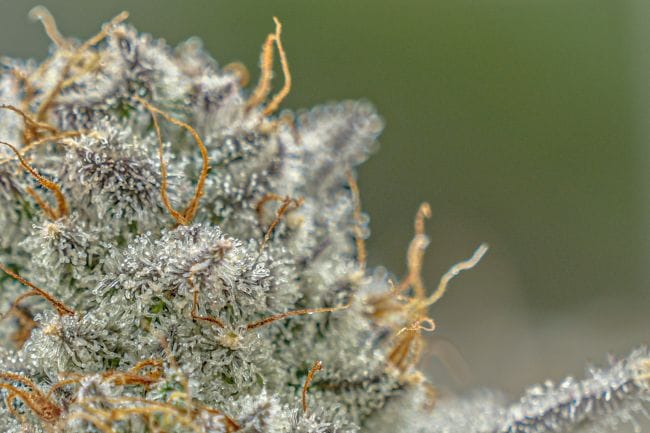 Plasma Fruit Clones-SMAN-CL-ENBI-PLFR