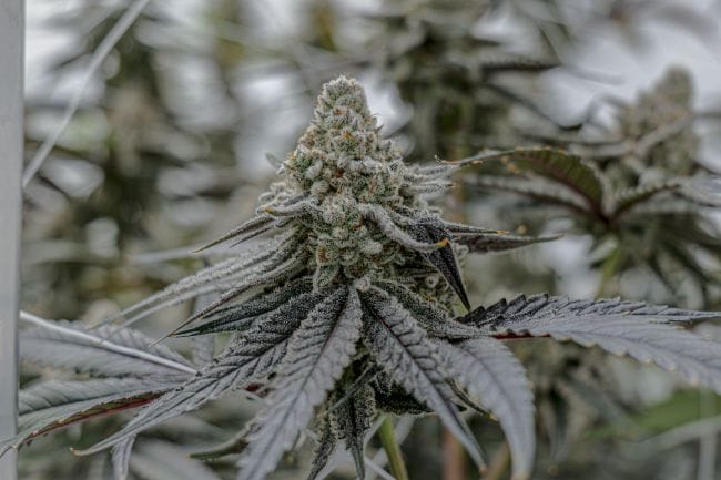 Plasma Fruit Clones-SMAN-CL-ENBI-PLFR