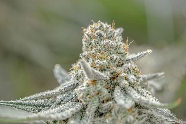 Plasma Fruit Clones-SMAN-CL-ENBI-PLFR