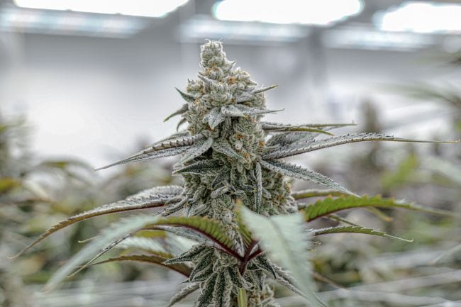 Plasma Fruit Clones-SMAN-CL-ENBI-PLFR