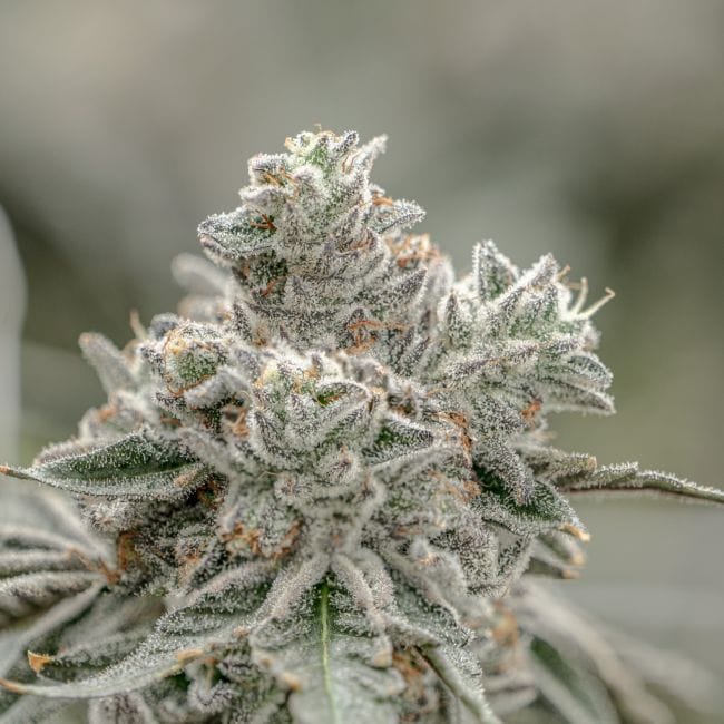 mint 様 Octane Mintz Clone | Mint Fuel Indica Hybrid | Seedsman