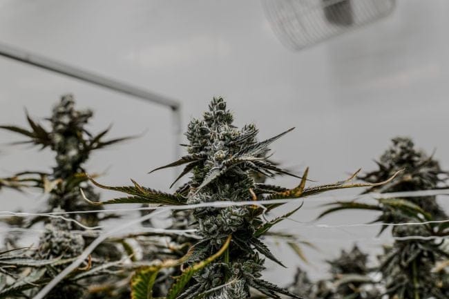 Octane Mintz Clone | Mint Fuel Indica Hybrid | Seedsman
