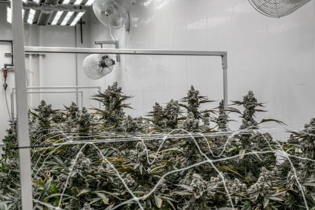Octane Mintz Clone | Mint Fuel Indica Hybrid | Seedsman