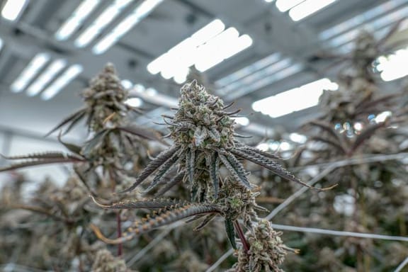 Hunters Moon Clones-SMAN-CL-ENBI-HUMO