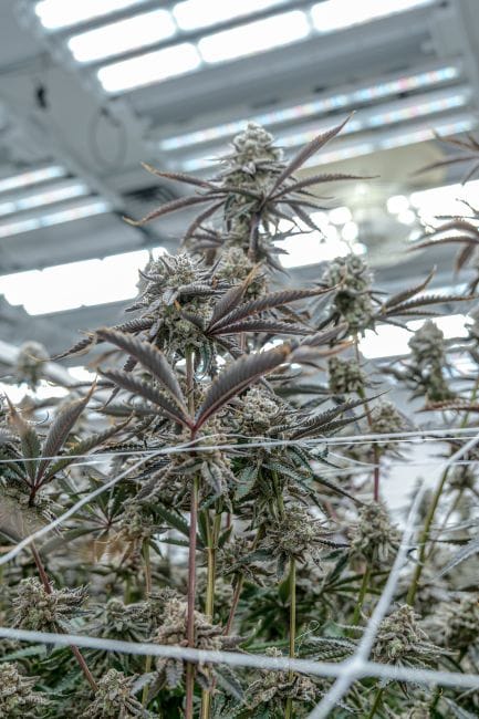 Hunters Moon Clones-SMAN-CL-ENBI-HUMO