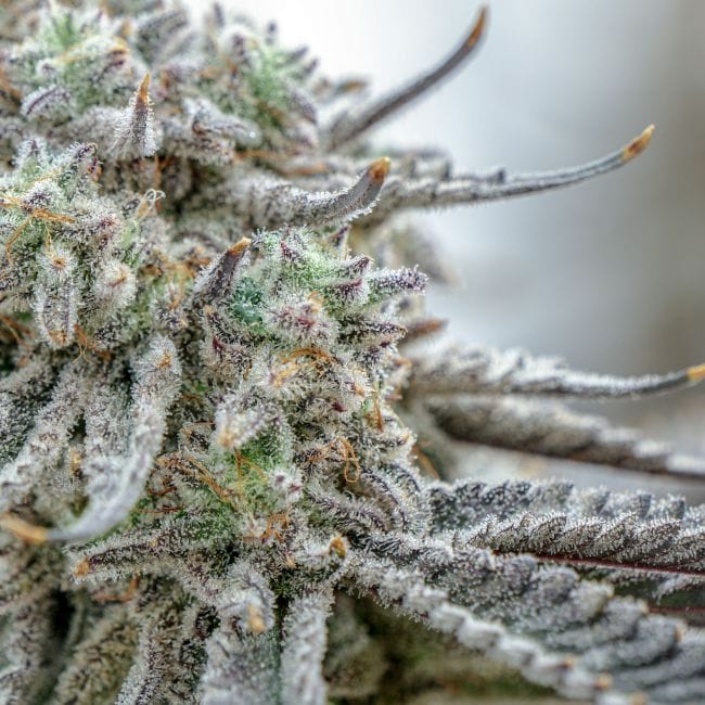 Hunters Moon Clones-SMAN-CL-ENBI-HUMO