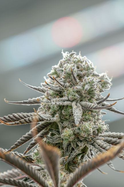 Hunters Moon Clones-SMAN-CL-ENBI-HUMO