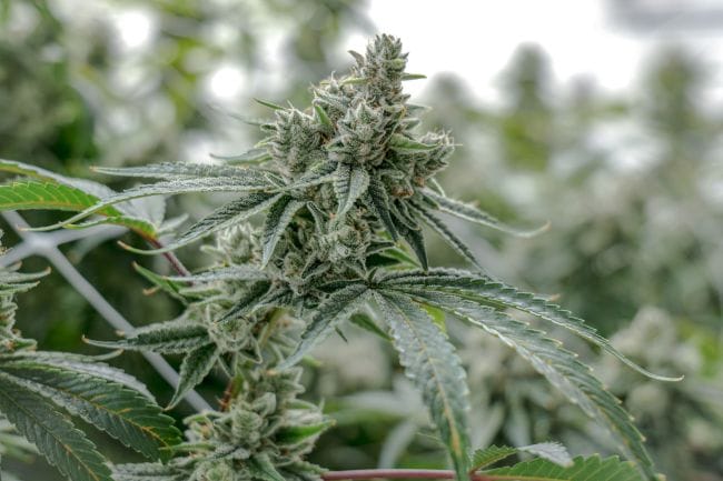 GG4 Clones-SMAN-CL-ENBI-GOG4