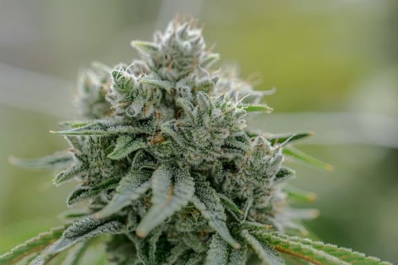 GG4 Clones-SMAN-CL-ENBI-GOG4